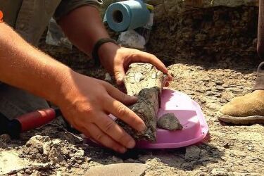 Жили в Украине: в Кременчуге нашли четкие следы существования динозавров (фото)