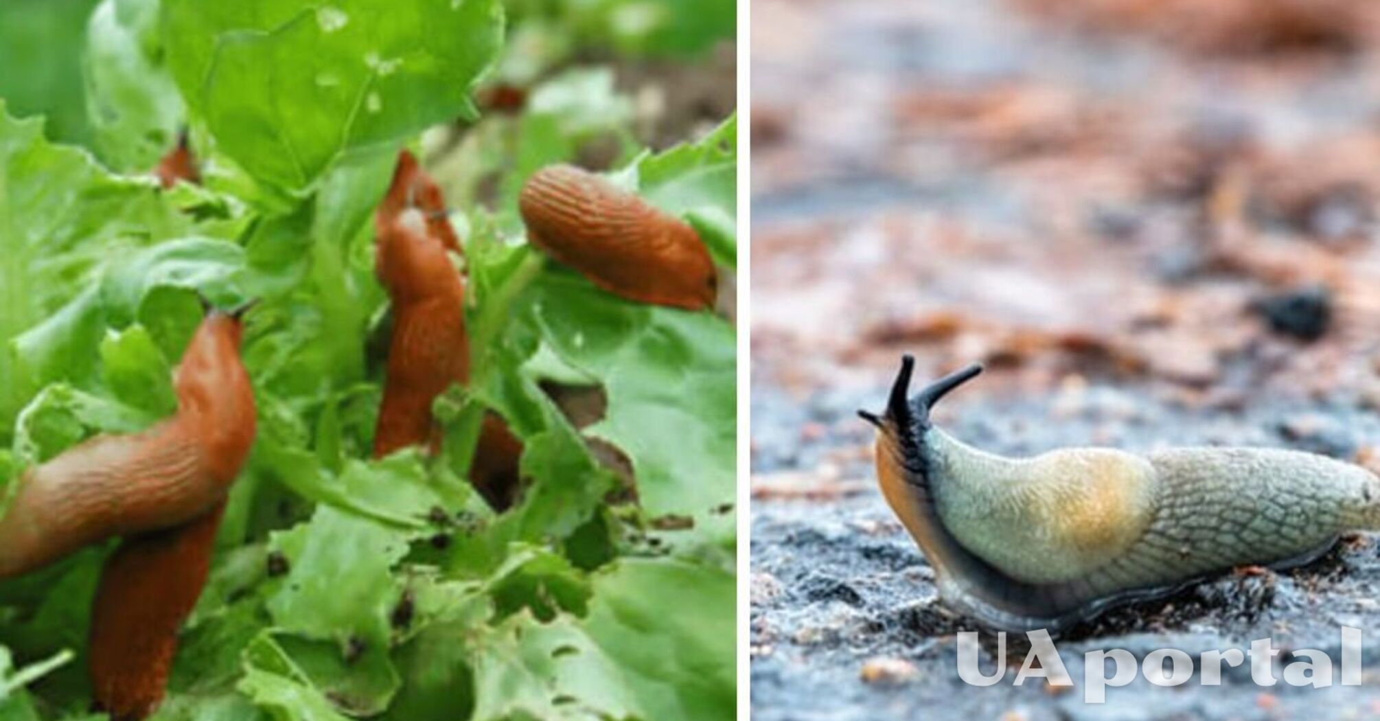 How to get rid of slugs with beer: a popular method