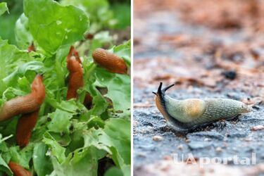 Як відігнати слимаків з городу