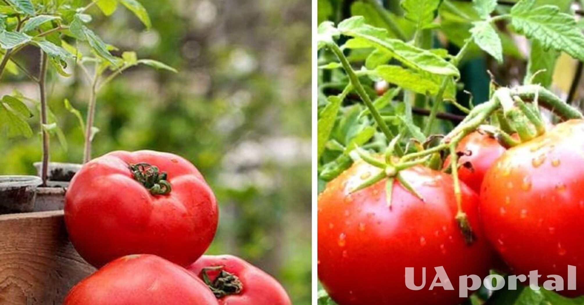 Как удобрить улитки для помидоров