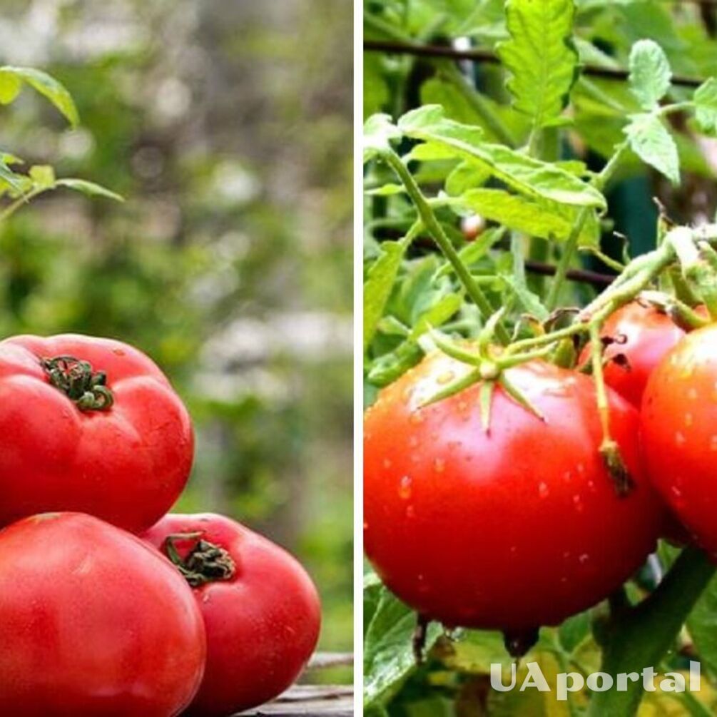 How to make the best tomato fertilizer to increase yields and repel slugs