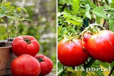 How to fertilize snails for tomatoes