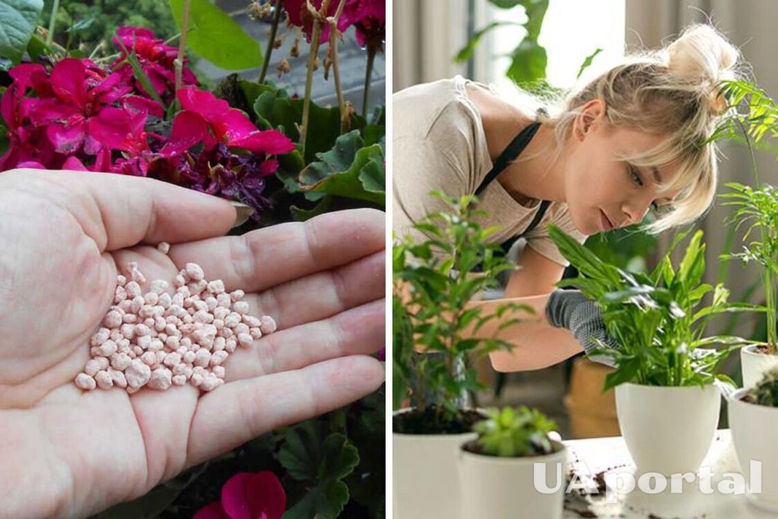What 4 household items can be used as an effective fertilizer