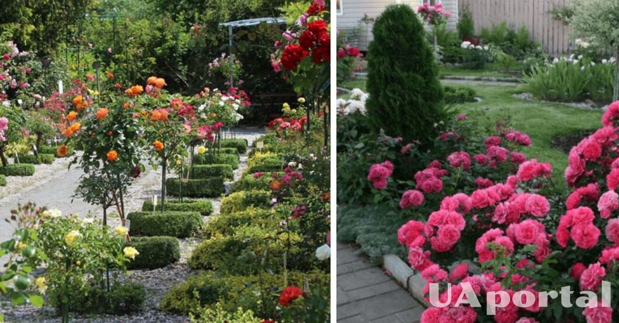 Emphasize the beauty of flowers: what plants are best planted near roses