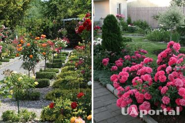 What plants are better to plant near roses