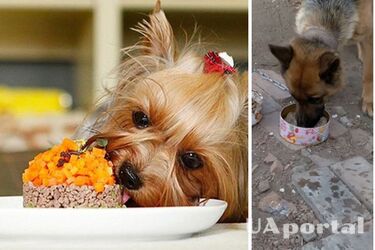 What kind of porridge can you feed your dog