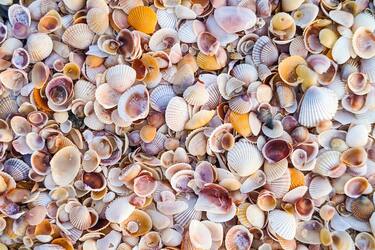 Внимание для тех, кто уезжает в отпуск: почему не стоит собирать ракушки на пляже