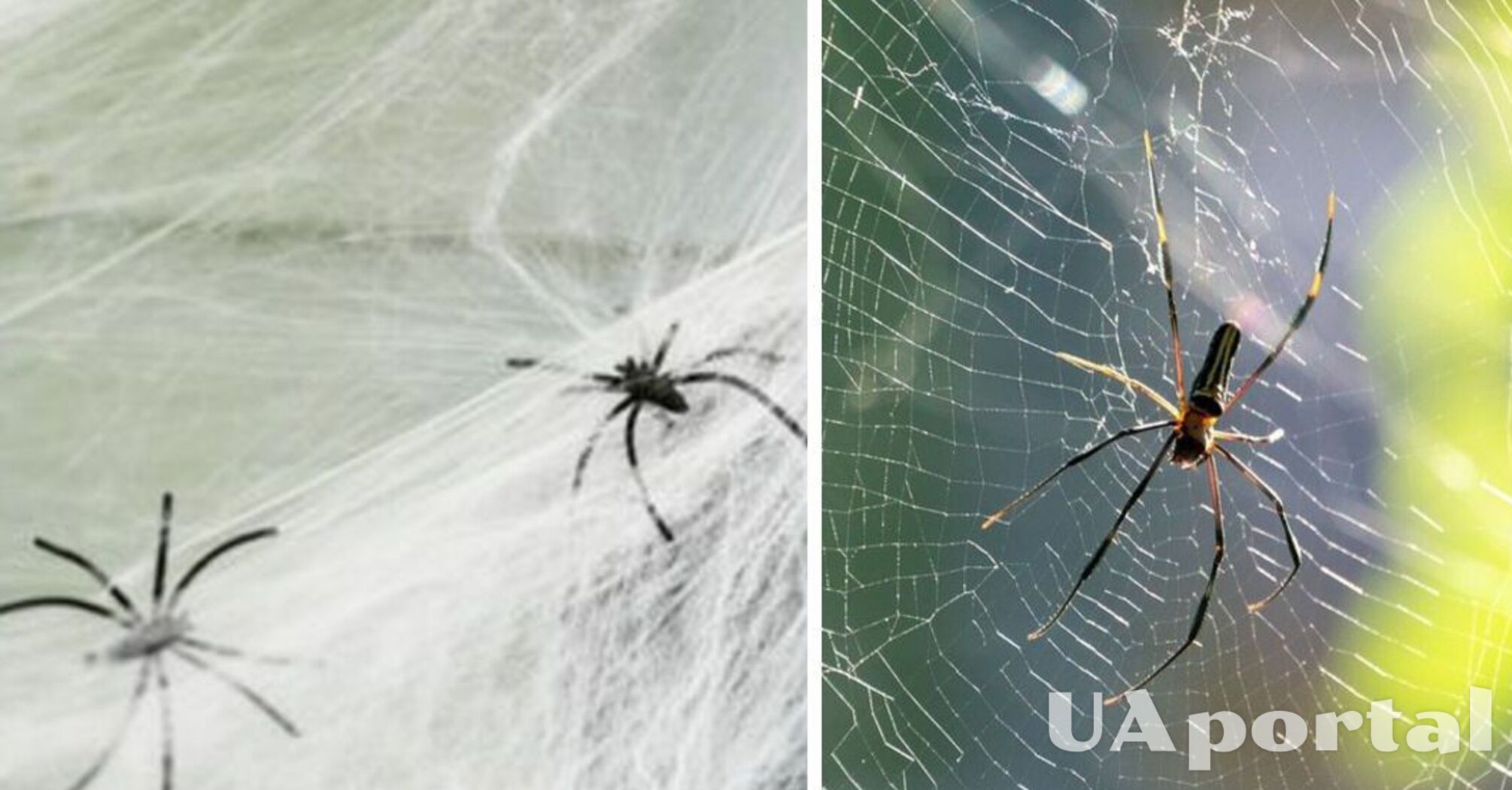 Полезно, если вы арахнофоб: как защитить свой дом от пауков