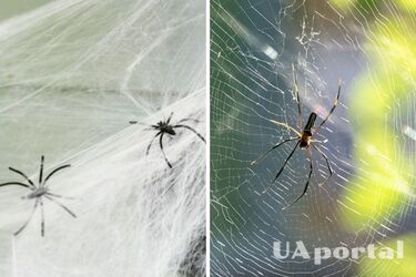 Useful if you are arachnophobic: how to protect your home from spiders