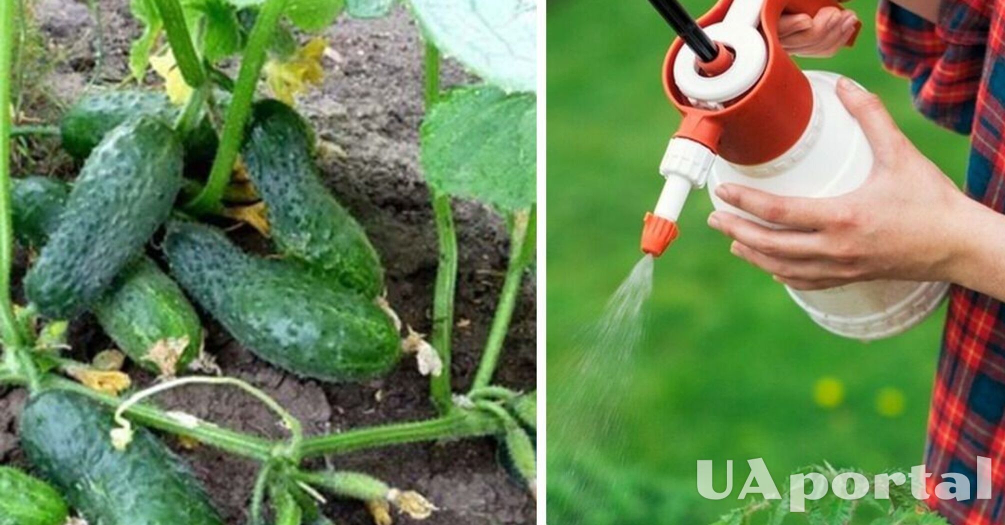 Як борна кислота допомагає у догляді за огірками та помідорами: городники відповіли 
