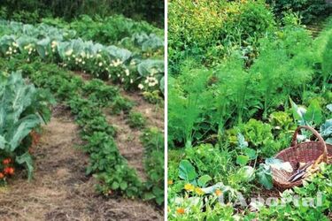 Урожай для ленивых: какие огородные культуры не нуждаются в тщательном уходе