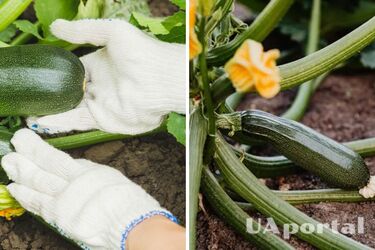 Урожаю позавидуют соседи: чем обрызгать кабачки, чтобы обильно уродили