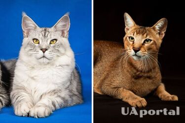 Maine Coon, Persians and more: top 5 most popular cat breeds in the world