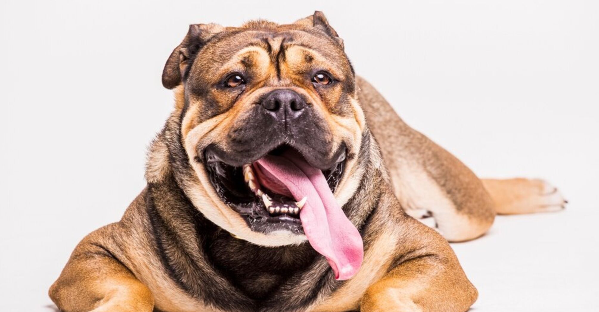 Четыре породы собак, которые могут стать вашим худшим сном: сиделка предупреждает
