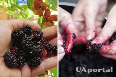 Как отмыть руки от шелковицы: действенный лайфхак с лимоном