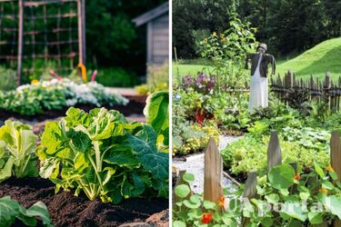 Що посадити в червні - 2024: місячний посівний календар