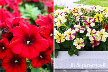 Петуния начала желтеть: что делать и как этого избежать подскажут садоводы