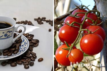 Експерти пояснили, чим підгодувати помідори, щоб виросли великі та солодкі