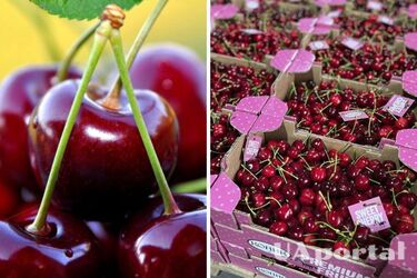 Когда начнут продавать черешню