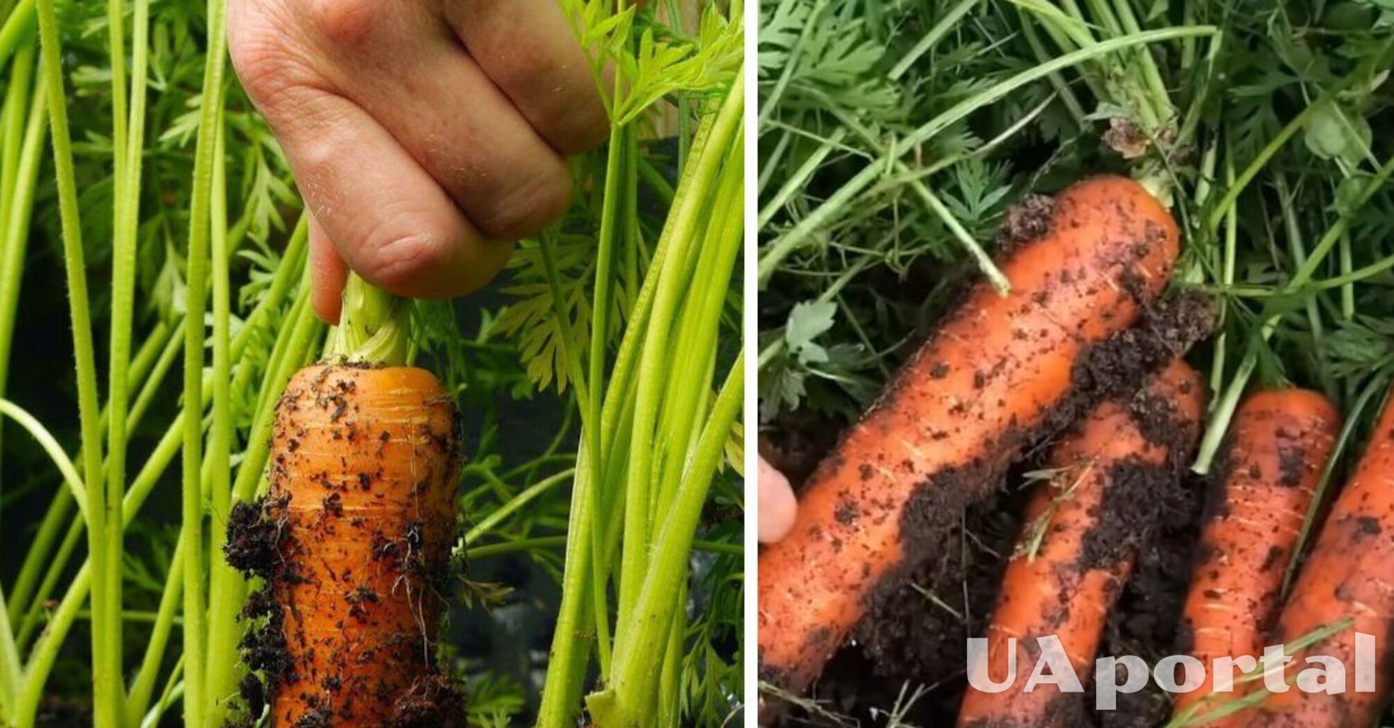 How to fertilize carrots to make them grow big and sweet