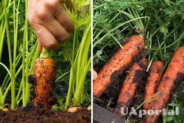 Как подкармливать морковь, чтобы она росла крупной и сладкой