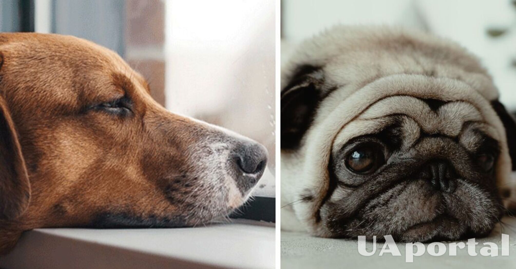 10 пород собак, которых нельзя оставлять дома наедине