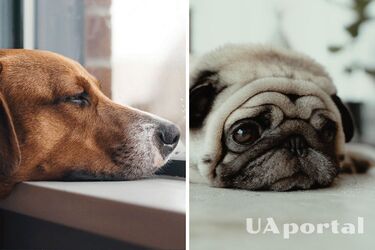 Какие породы собак не любят одиночество