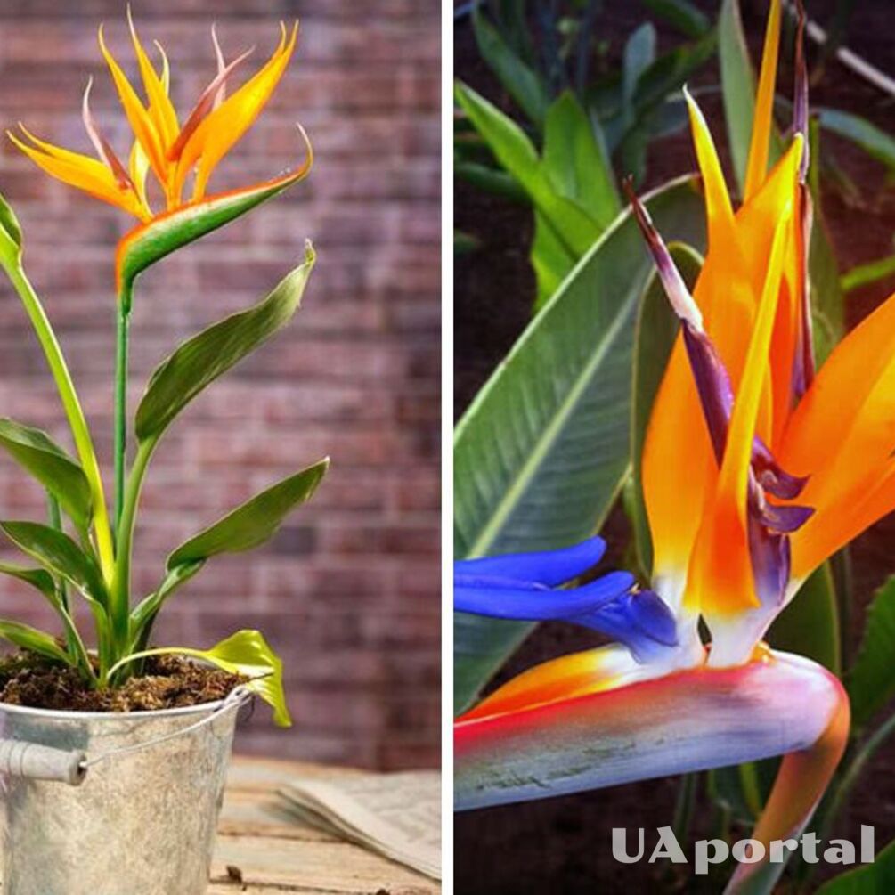 Exotic and refined: how to care for Strelitzia in your garden