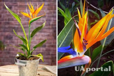 Как вырастить и ухаживать за стрелицией