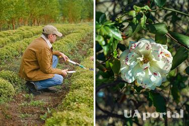 Успейте до июня: эти три растения нужно обрезать для лучшего цветения и роста