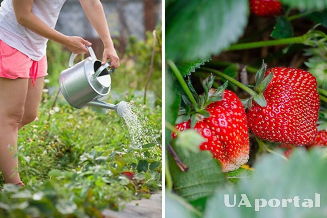 Many people make this mistake: how to water strawberries correctly