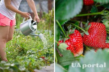 Как правильно поливать клубнику