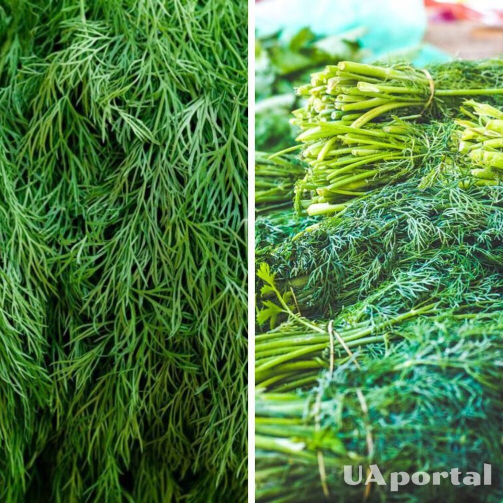 Оберег от зла и болезней: зачем вешать пучок укропа над дверью