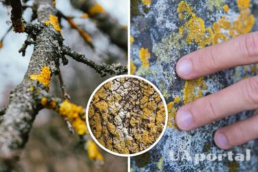 Позбутися від моху і лишайника на яблунях можна без хімії: що використовують досвідчені садівники
