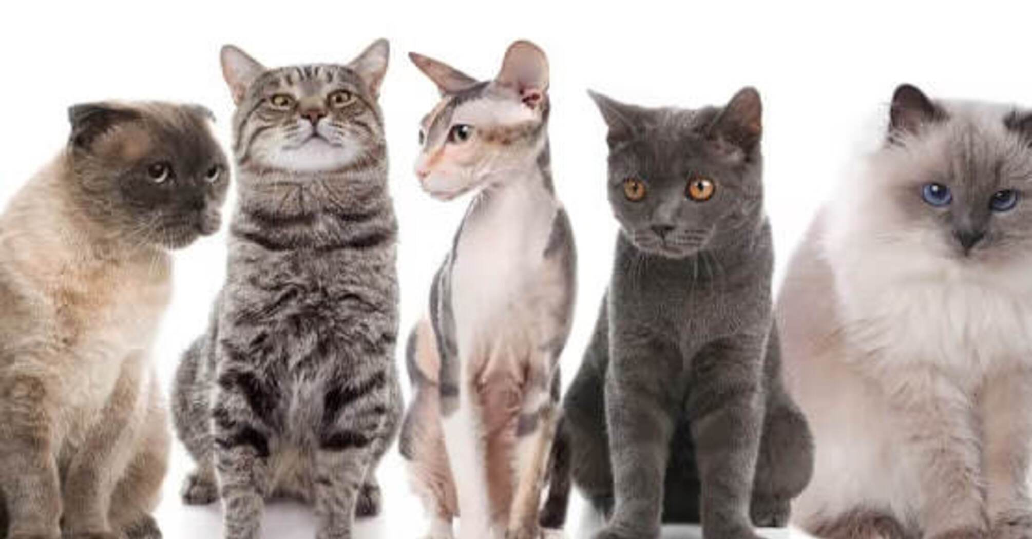 Какие 5 пород кошек самые популярные в мире: рейтинг вас удивит