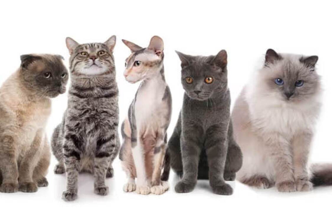 What are the 5 most popular cat breeds in the world: the ranking will surprise you