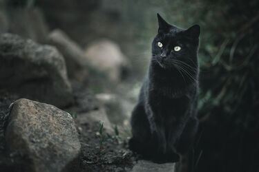 Поведінка кота може попередити власника про небезпеку чи хворобу: народні прикмети