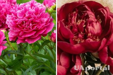 Не только красивый цветок: что можно изготовить из пионов и как использовать его в быту