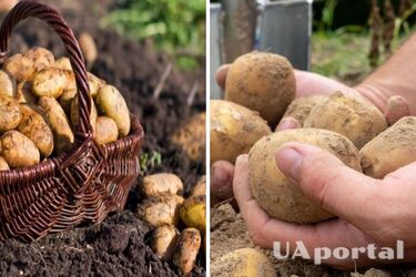 Коли треба підгортати картоплю, щоб збільшити врожайність