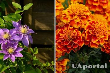 Какие цветы посадить в июне, чтобы радовали глаз до конца осени