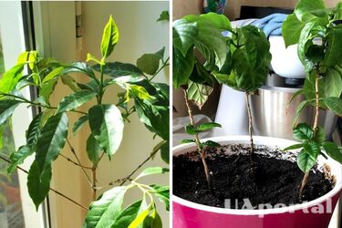 Your own coffee on your windowsill: how to grow a coffee tree