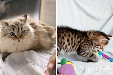 Кот писает на кровать: что делать и какие причины