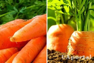 Выращиваем морковь: подкормить ли овощ и мае, действенные методы борьбы с морковной мухой