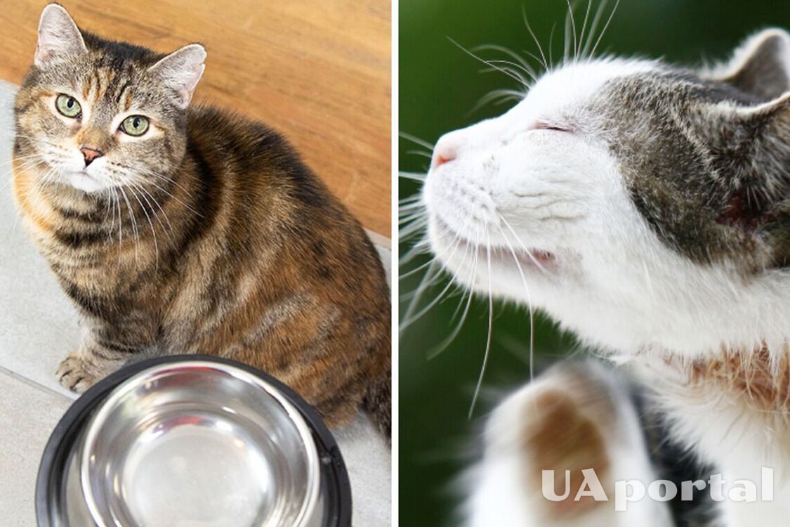 Алергія у котів: як проявляється та коли варто йти до ветеринара 