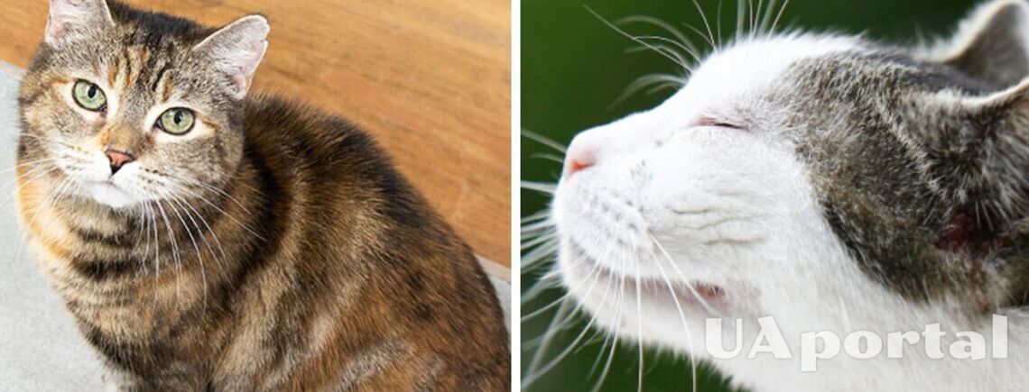 Аллергия у кошек: как проявляется и когда следует идти к ветеринару