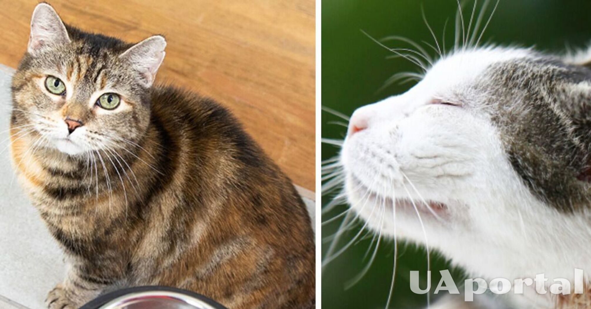 Аллергия у кошек: как проявляется и когда следует идти к ветеринару