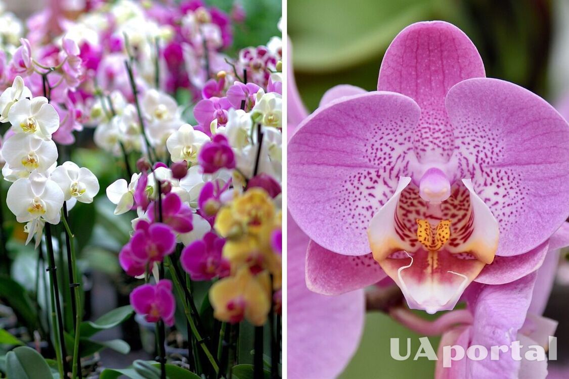 Орхідеї квітнутимуть, як божевільні, якщо їх правильно удобрювати