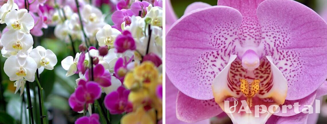 Орхідеї квітнутимуть, як божевільні, якщо їх правильно удобрювати