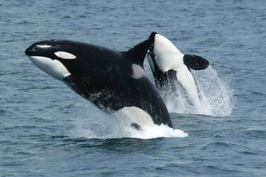 Scientists discover what drives killer whales to attack boats and luxury yachts: fascinating discovery
