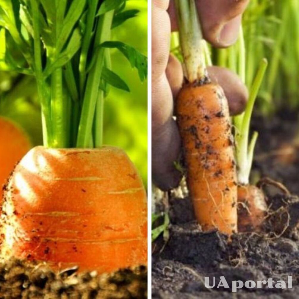 Как быстро проредить морковь: лайфхак с манкой